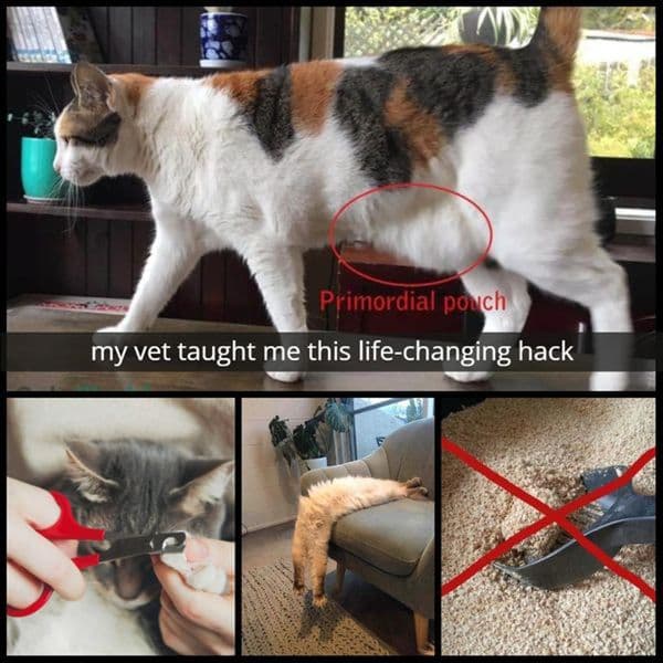 21+ Strange Things Cats Do: Finally Explained