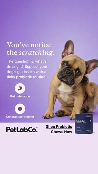 Itchy dog? It doesn’t need to be this way.