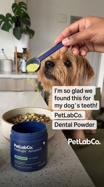 Why Over 1 Million Dog Owners Switched To ProBright Advanced