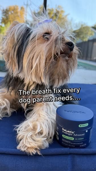 Busy Dog Moms Are Switching To This