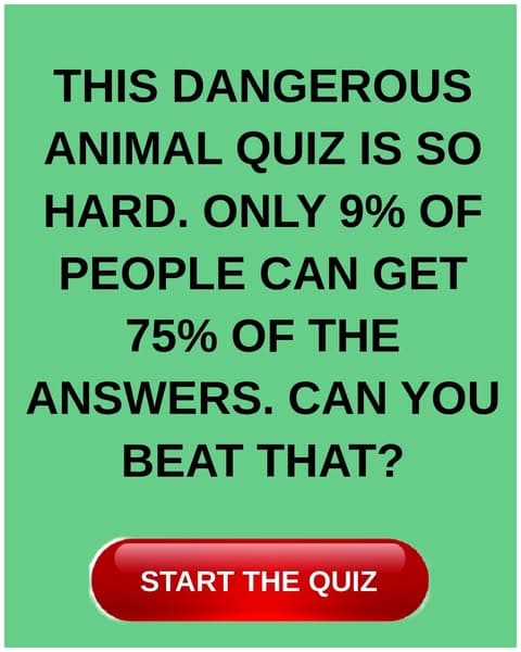 Only True Experts Can Recognize Every Dangerous Species Correctly