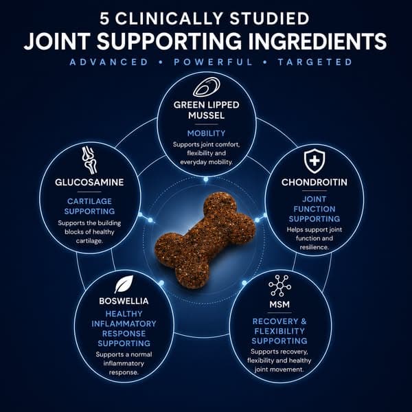 The BEST way to support your dog's aging joint daily