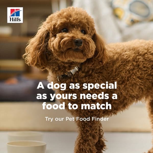 Find your dog’s next food