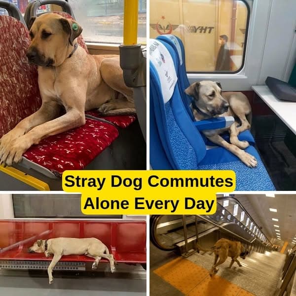 Dog Rides Public Transit Alone Every Day, Vet Put A Tracker On Him