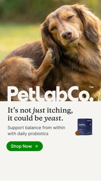 92% of Dogs Love It From Day One