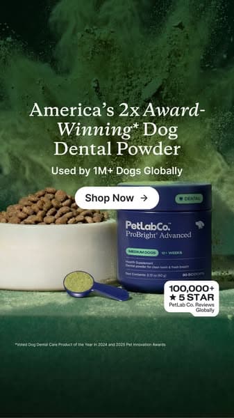 Meet the powder that cleans dog teeth in 5 seconds