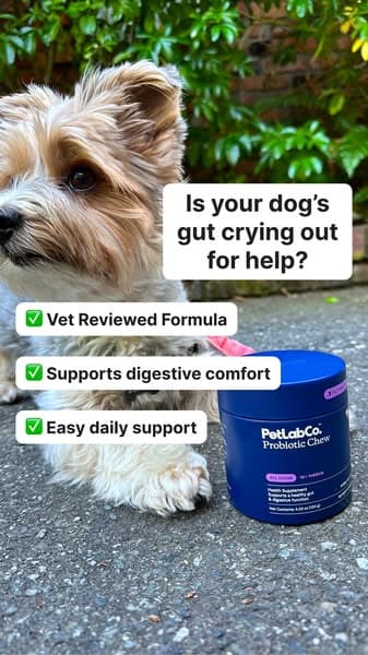 Support your dog's gut in just 30 seconds