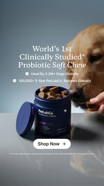 Finally a dog probiotic soft chew really built by science