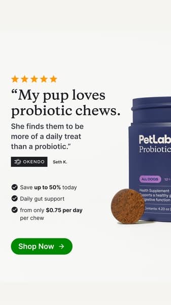 92% of Dogs Love It From Day One