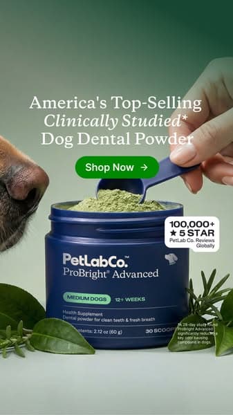 Meet the powder that cleans dog teeth in 5 seconds