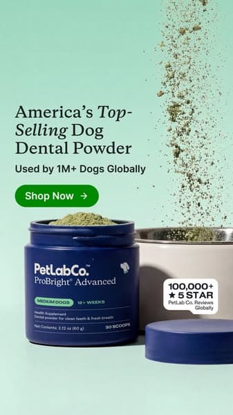 Meet the powder that cleans dog teeth in 5 seconds