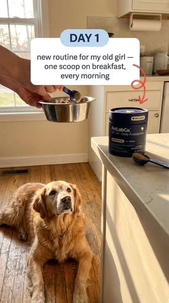 👉 Vet-approved "all-in-one" scoop for senior joints, gut & heart wellness ❤️