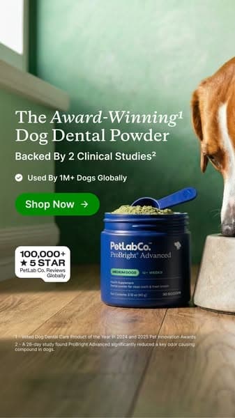 Meet the powder that cleans dog teeth in 5 seconds
