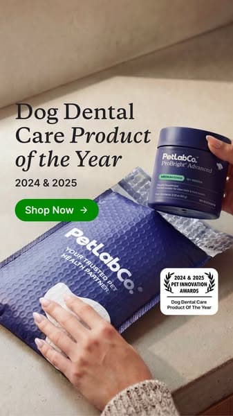 Meet the powder that cleans dog teeth in 5 seconds