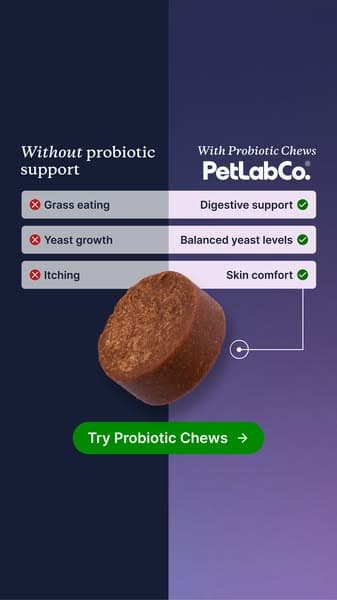 92% of dog parents love it from day one!