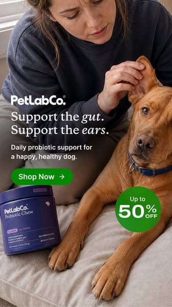 No, itchy ears are not a normal dog thing.
