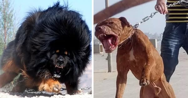 It's More Than Just A Myth, These Dog Breeds Are Too Dangerous To Own