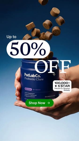 92% of Dogs Love It From Day One