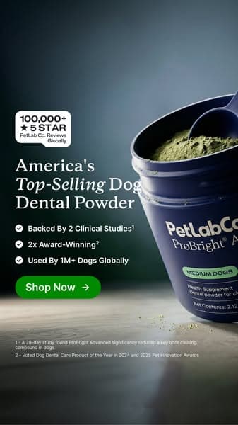 Meet the powder that cleans dog teeth in 5 seconds