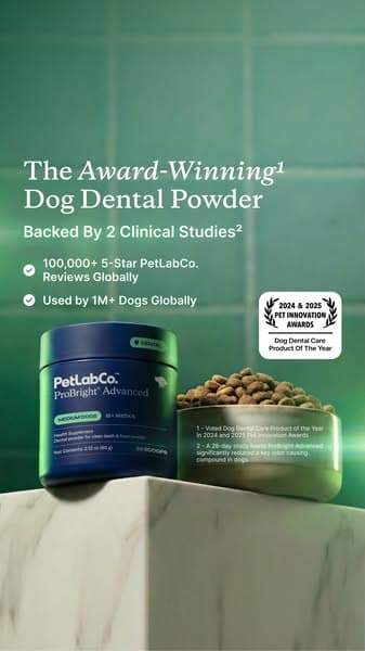 Meet the powder that cleans dog teeth in 5 seconds