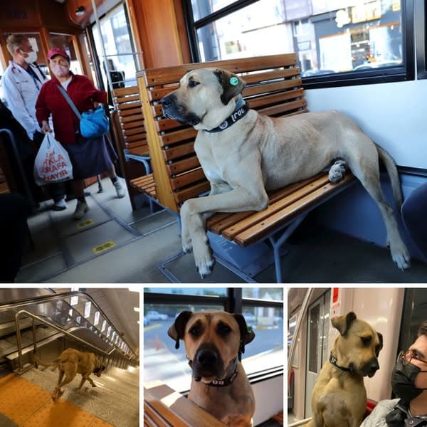 Dog Rides Public Transit Alone Every Day, Vet Put A Tracker On Him
