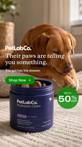 Are your dog’s paws trying to tell you something?