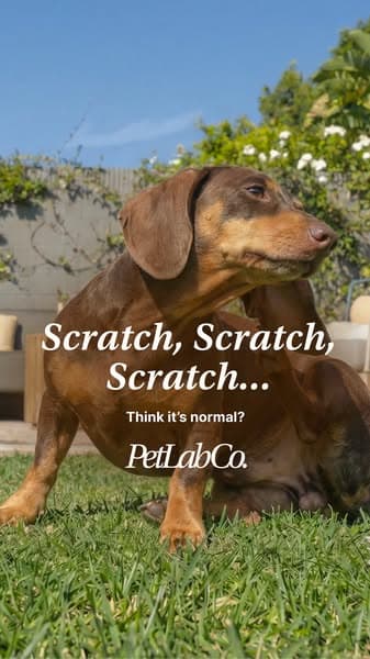 The hidden cause behind your dog's scratching