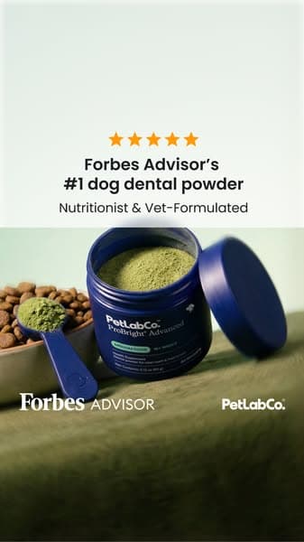 Why Over 1 Million Dog Owners Switched To ProBright Advanced