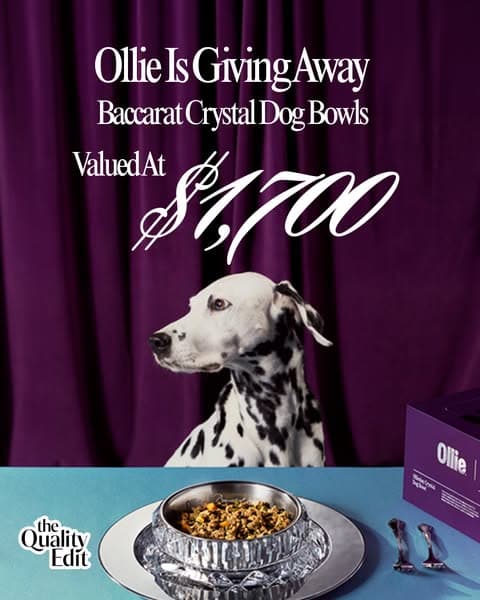 Fine dining, but make it for dogs 🥂🐕