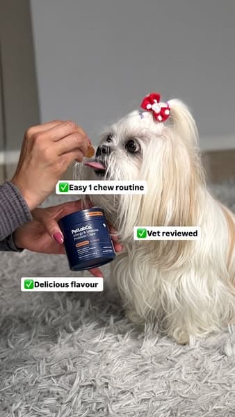 Made for Sensitive, Short-Nose Breeds