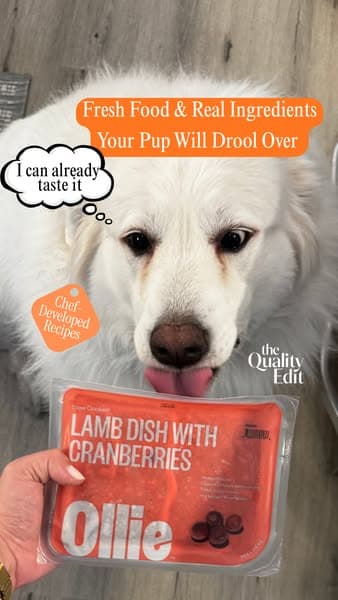 What a Vet Looks For in Dog Food