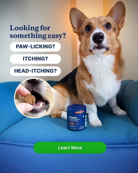 This chew is a gamechanger for scratching & paw licking!