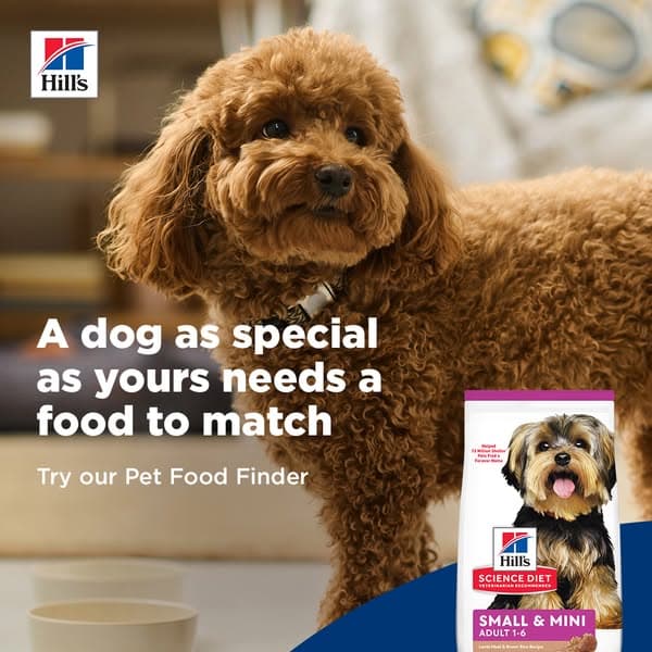 Find your dog’s next food