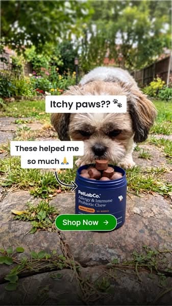 Paw Licking & Scratching? Get Up to 50% Off Today!