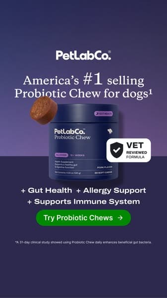 92% of dog parents love it from day one!