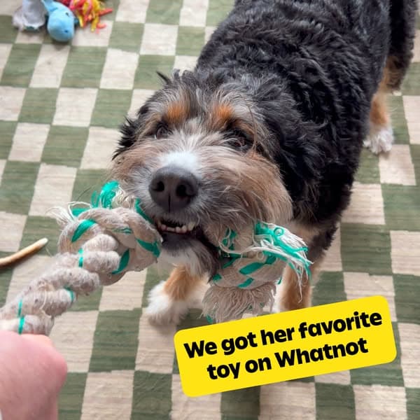 Whatnot: Shop, Sell, Connect