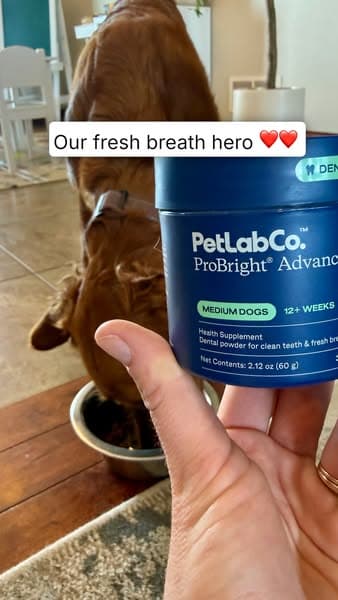 Dog dental care… simplified!