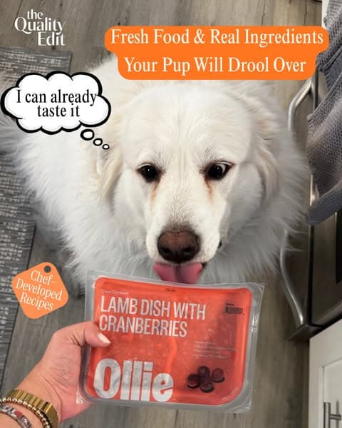 What a Vet Looks For in Dog Food