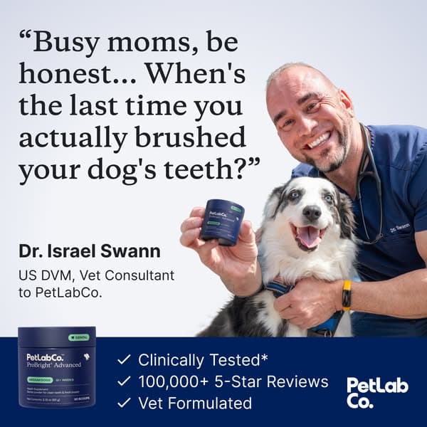 How Busy Moms Keep Their Dog's Teeth Clean in 5 Seconds a Day