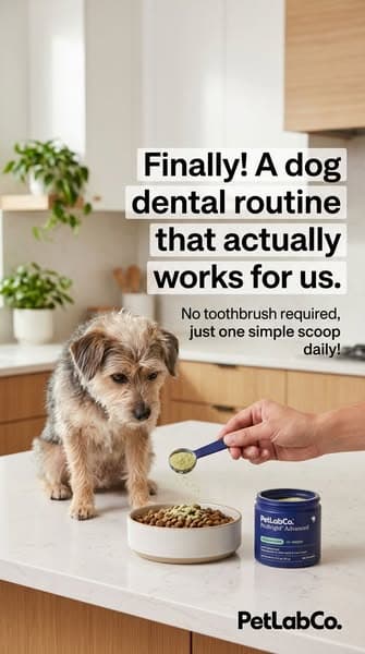 Why Over 1 Million Dog Owners Switched To ProBright Advanced