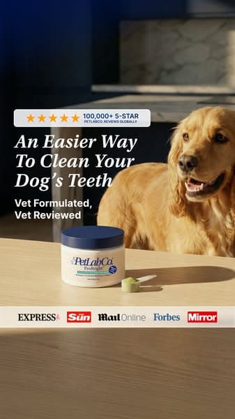 This Powder Cleans Dog Teeth While They Eat!