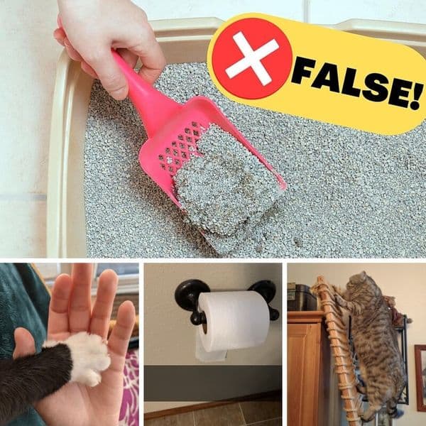 猫の飼い主なら誰でも使えるヒント35以上