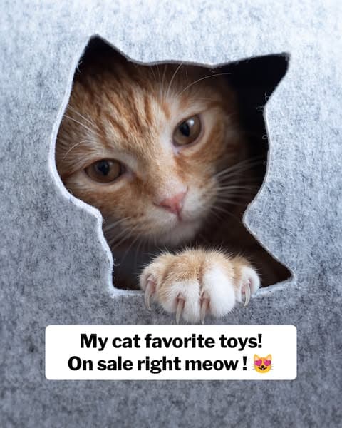 Cat Loves It or Your Money Back!