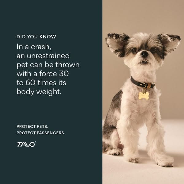 Pet Safety is Family Safety