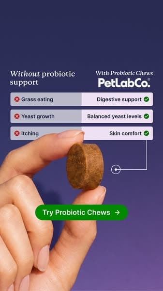 92% of dog parents love it from day one!