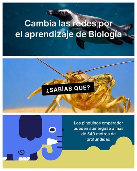 ¡Consiguelo ahora! 👉