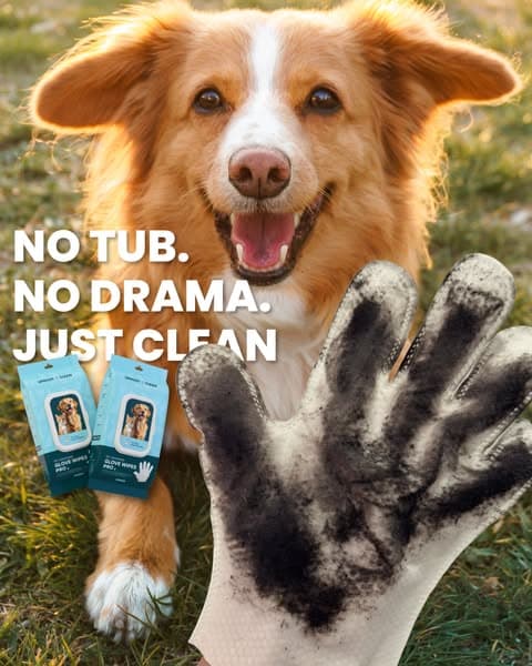 Effortless Grooming & a Shiny Coat with Uproot Grooming Gloves Pro!