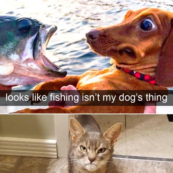 40+ Times People Caught Animals Doing Some Funny In-The-Moment Things