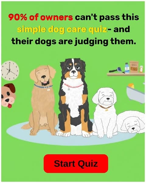 Only True Dog Lovers Can Score Perfectly on This Quiz