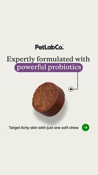 The Probiotic Chew for Itchy Dogs